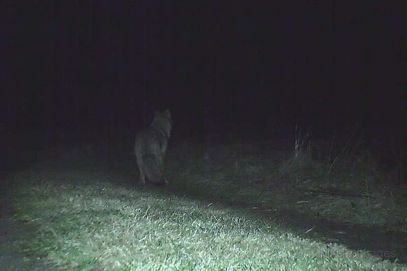 Coyote_042011_0332hrs.jpg - Coyote (Canis latrans) 